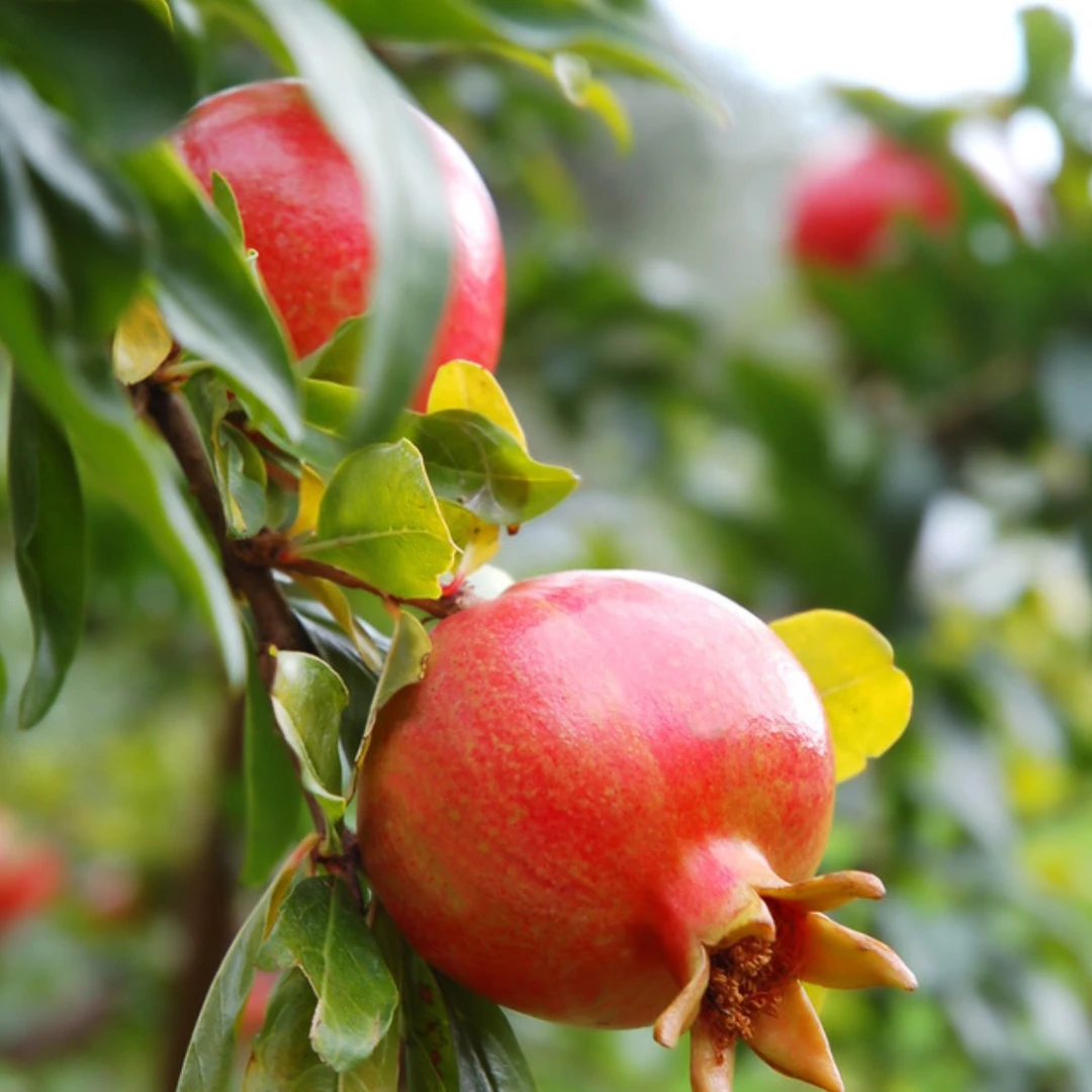 (燕姐花卉)直播间专用  一物一拍对应链接看好下单
