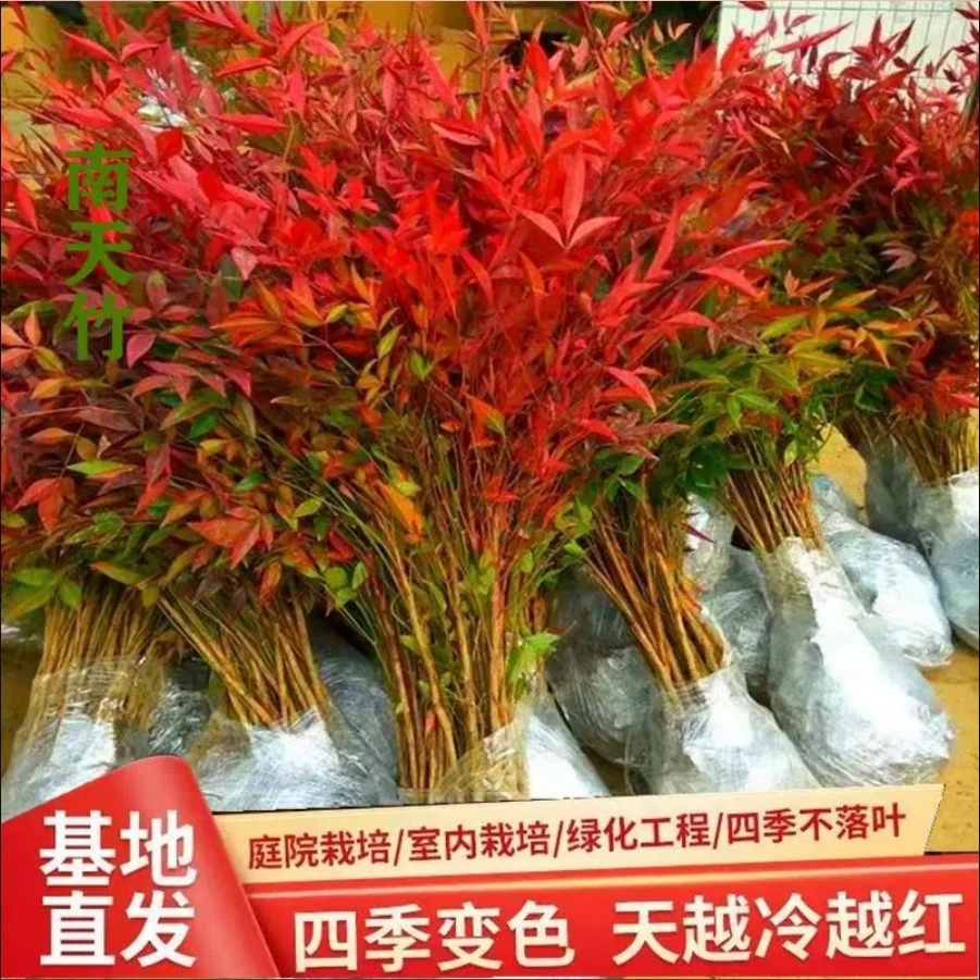 火焰南天竹盆栽客厅树苗室内植物盆景室外庭院耐寒竹子苗花卉绿植