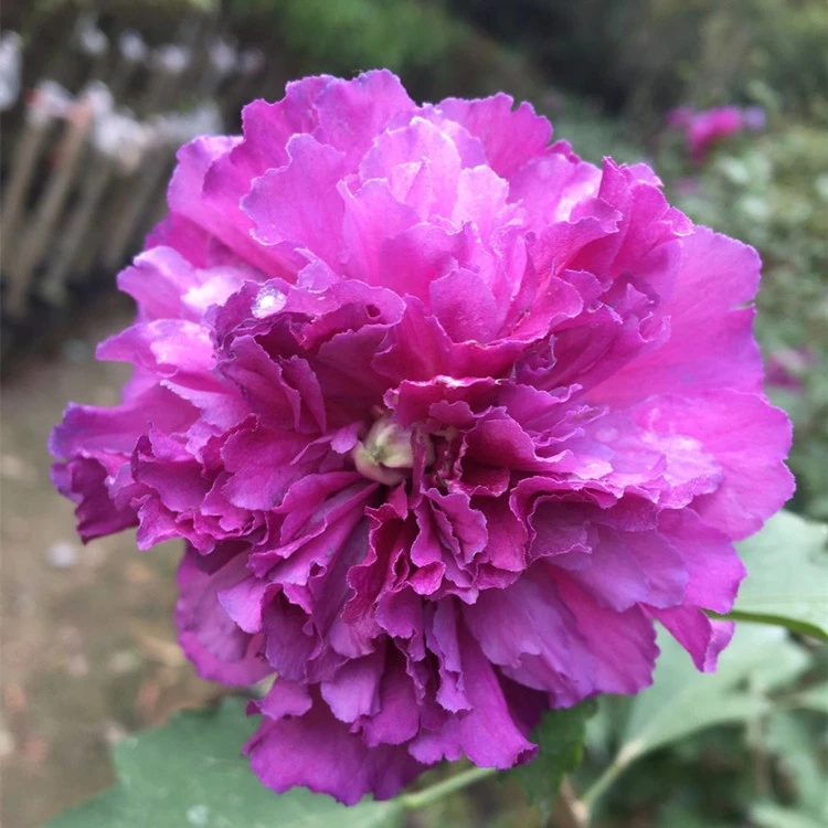 紫玉木槿花苗盆栽地栽花灌木紫色木锦阳台庭院花园耐寒热多花植物