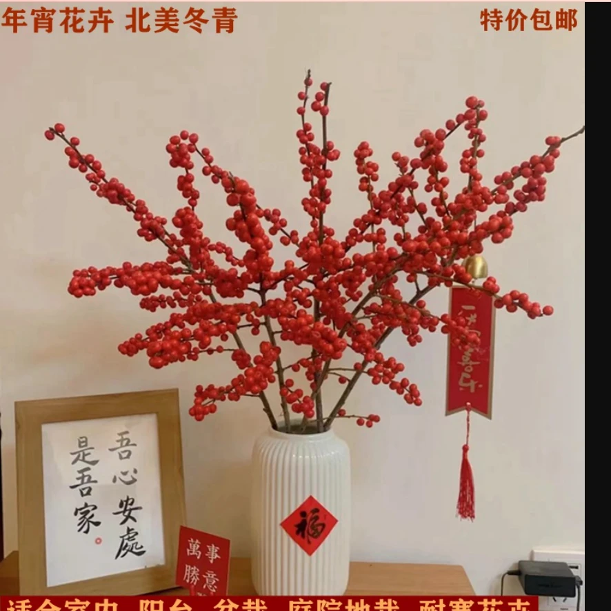 北美冬青盆栽花苗冬红果年宵喜庆花卉盆景耐寒带红果植物可鲜切花