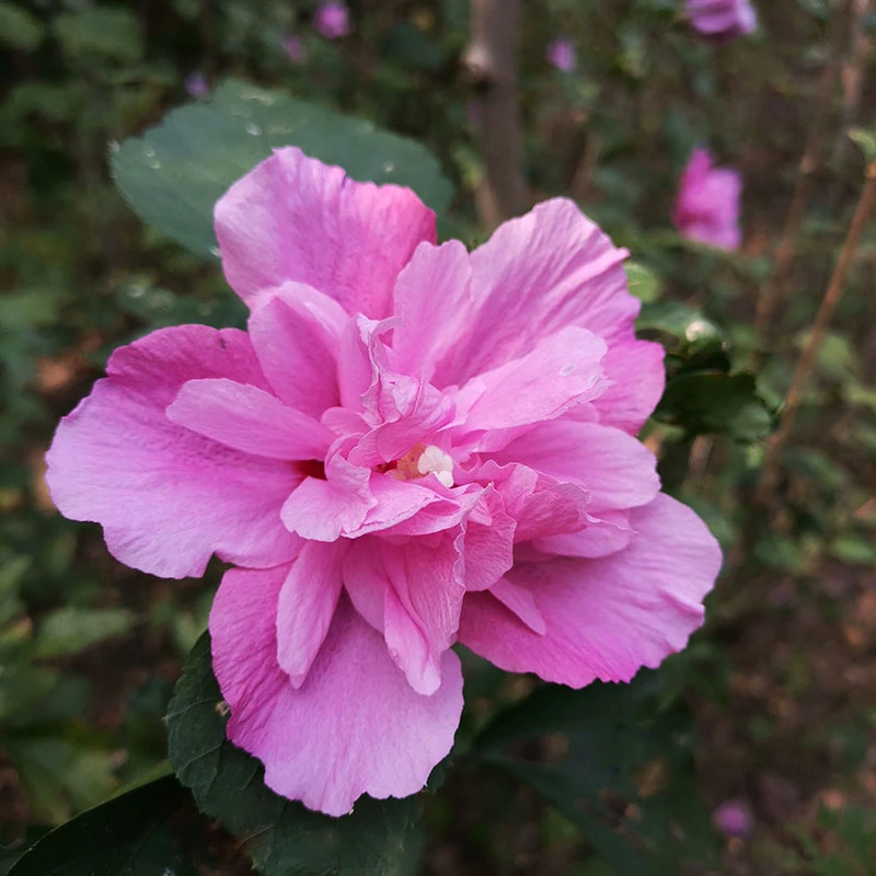 木槿花树苗花卉独杆地栽木本好养庭院别墅阳台重瓣耐寒四季种植