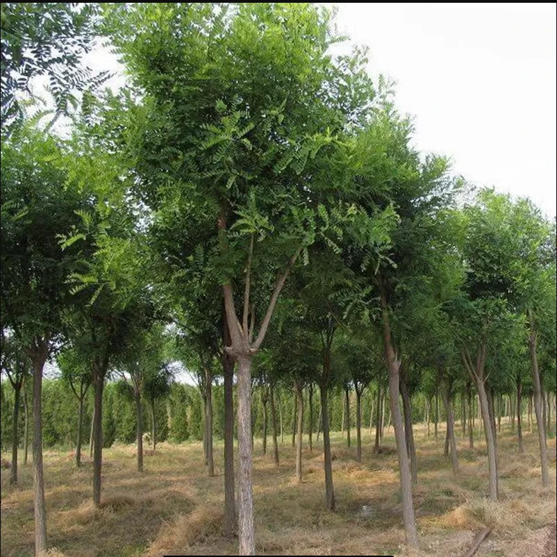 槐树苗 国槐苗 国槐树苗 国槐小苗香花槐树苗庭院园林绿化树苗木