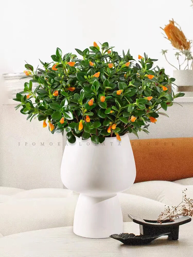 金鱼吊花绿植盆栽