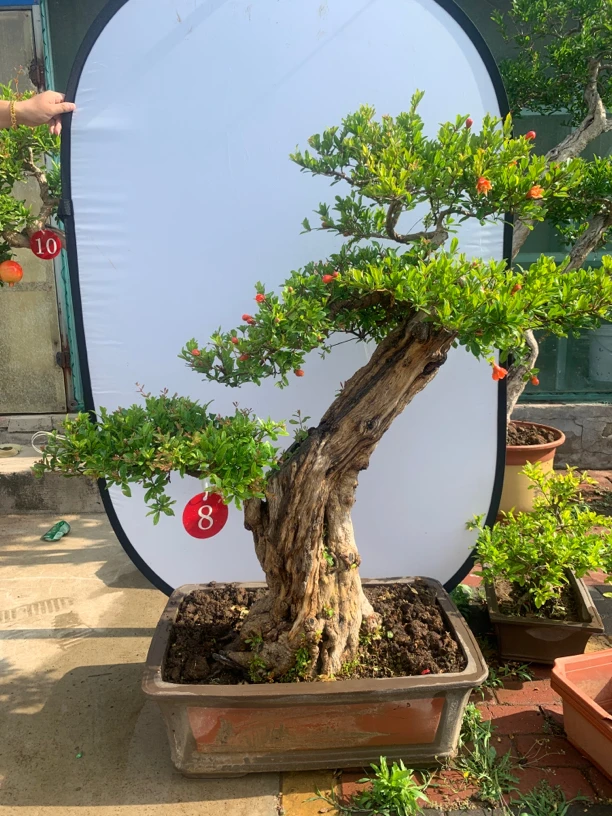 【直播间专用】大红袍盆景!