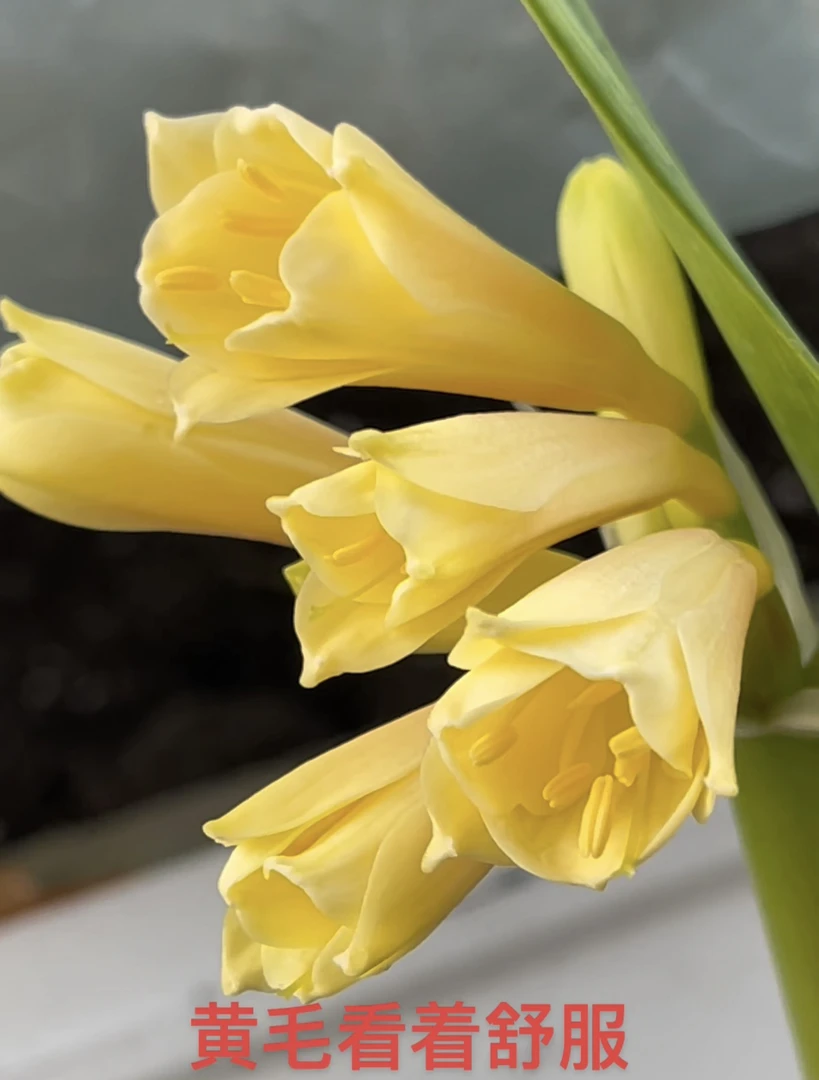 君子兰精品黄毛豆芽苗一颗