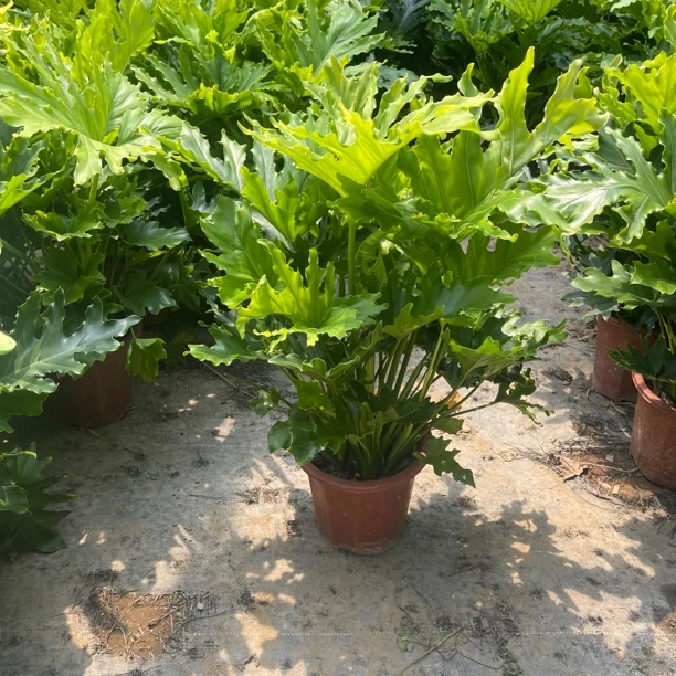 春羽盆栽植物客厅蔓绿绒室内净化绿植空气