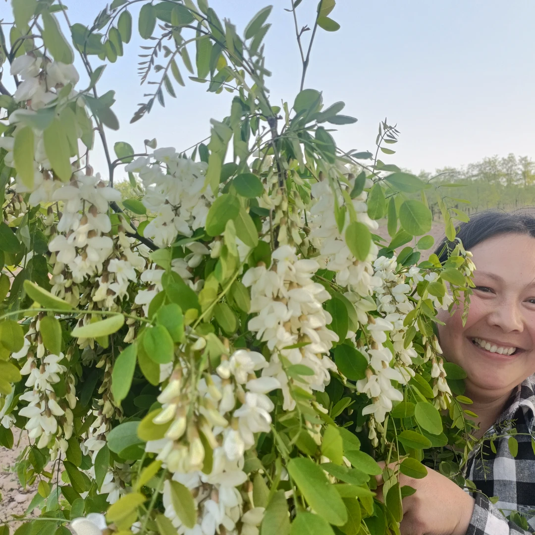 山西运城 野生洋槐花