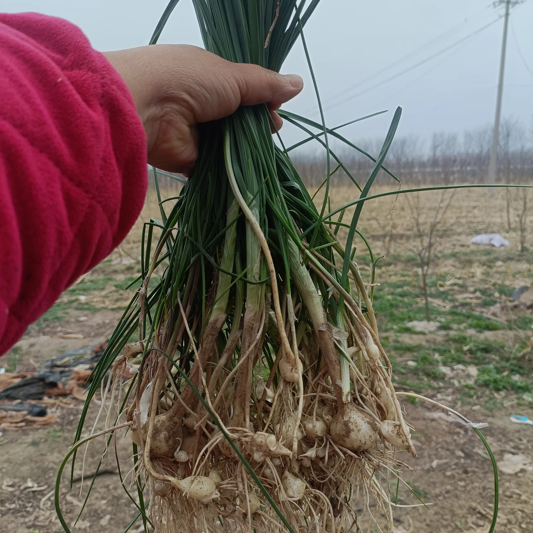 山西运城 陆地野蒜