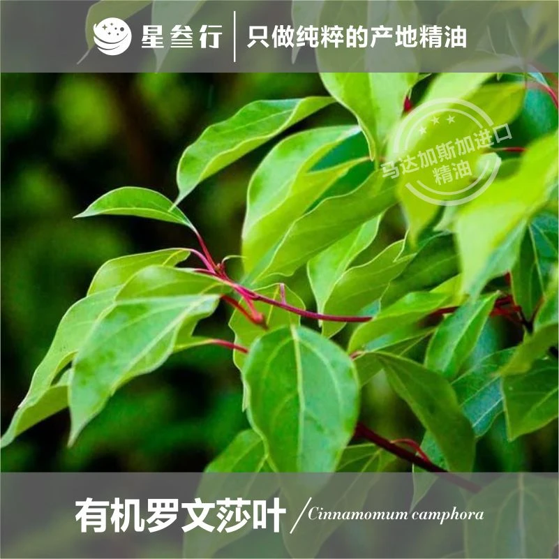 罗文莎叶精油马达加斯加产地单方精油芳疗香薰按摩精油原料批发