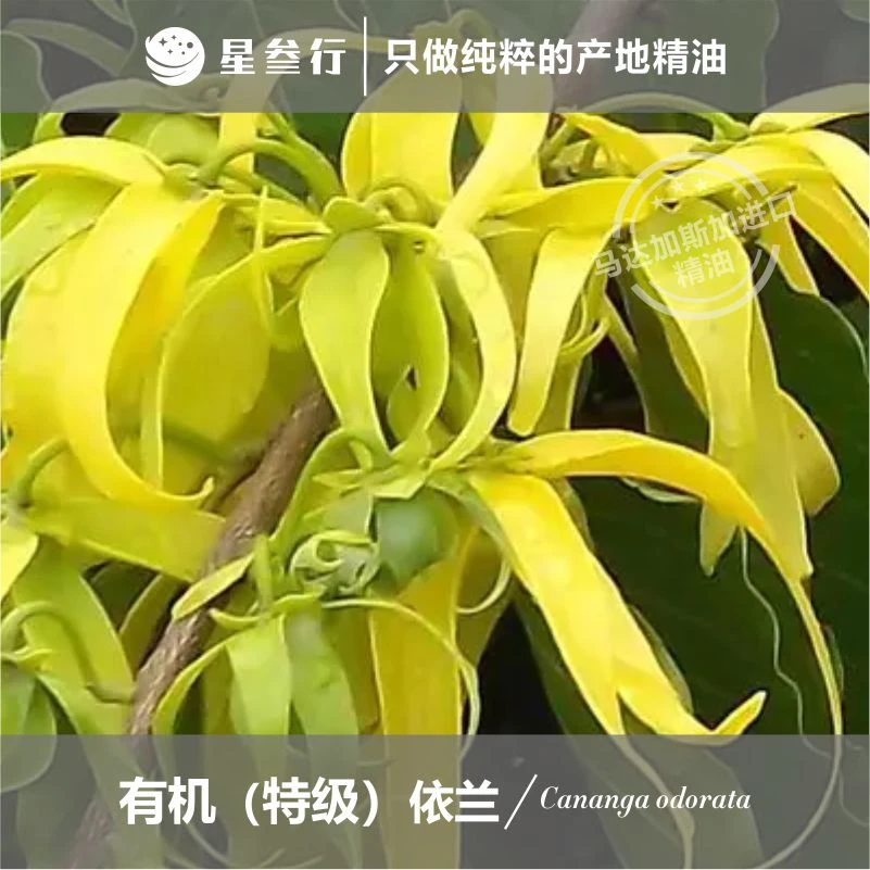特级依兰精油 马达加斯加产地 植物单方精油