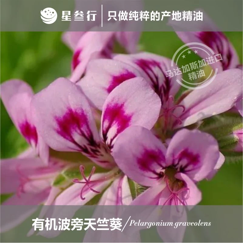 5ml小样波旁天竺葵精油马达加斯加有机植物精油原料批发