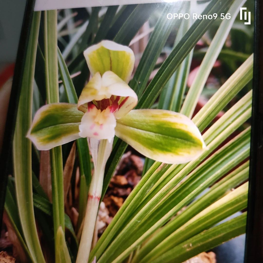 春兰荷形红散斑花，草艺为先明后暗散斑丝