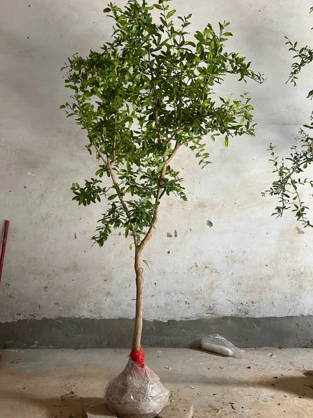 精品盆栽联赛地栽一物一拍芭乐根枸骨树金弹子紫薇树绿植盆栽室内