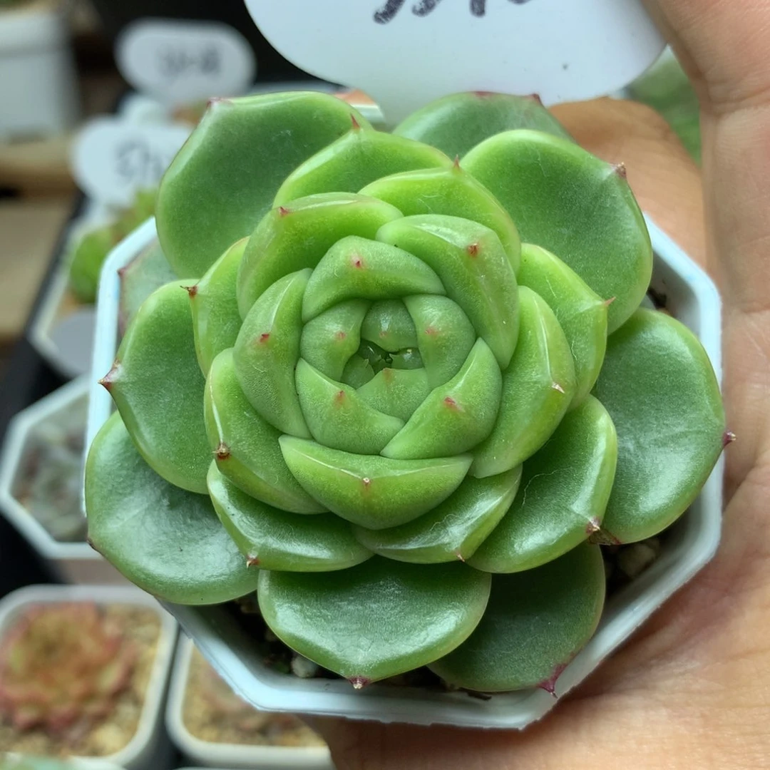 绿透圆叶珍妮3372