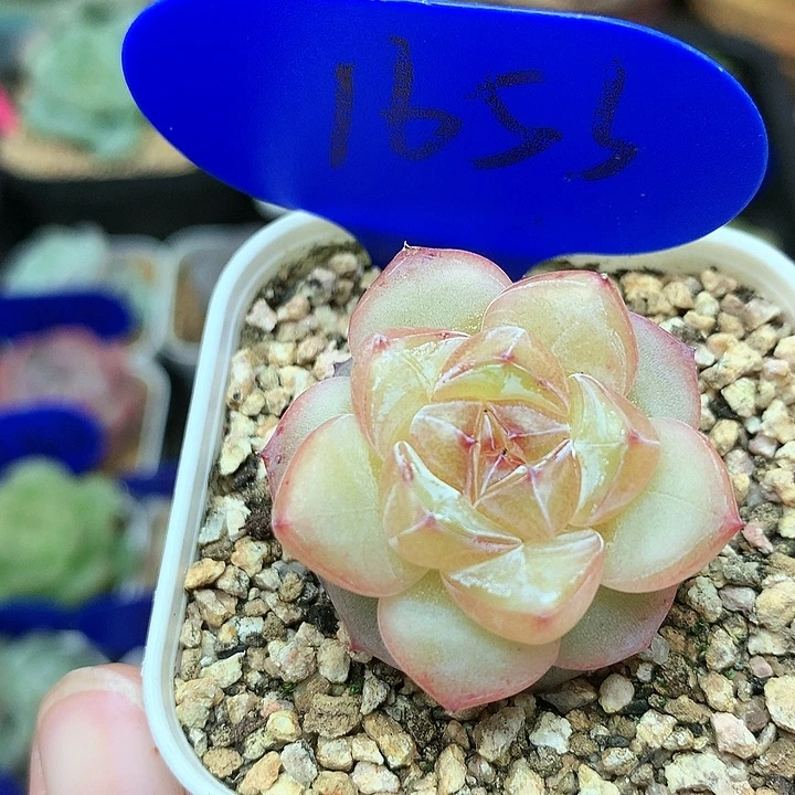 蜜果珍妮单头1653