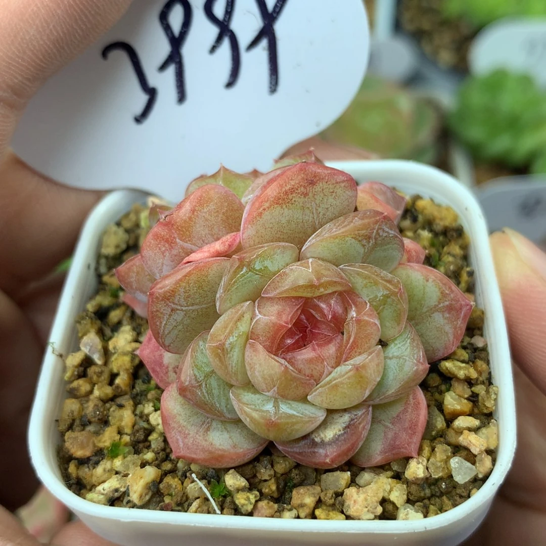 玉珠珍妮双头3999