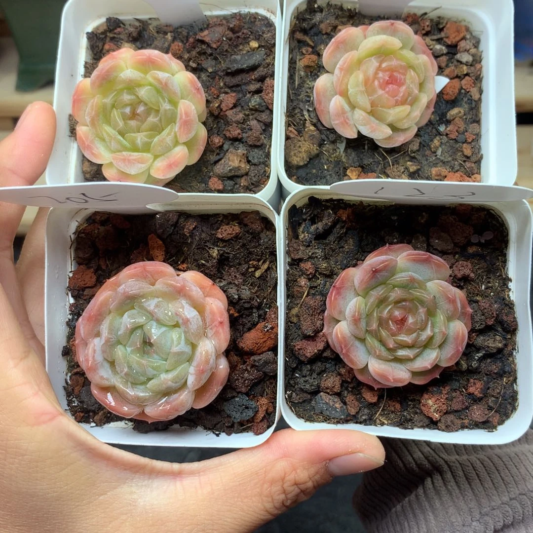 迷*白色恋人7082.1316.205.123