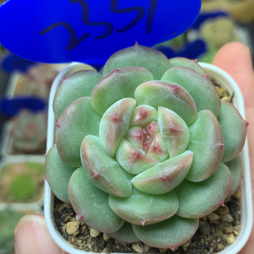 粉油透珍妮单头2337