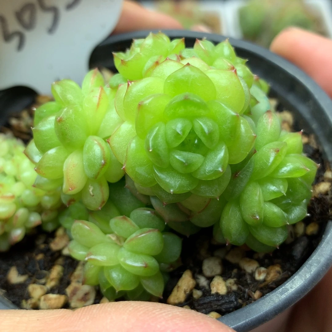 灯泡珍妮自然群3035