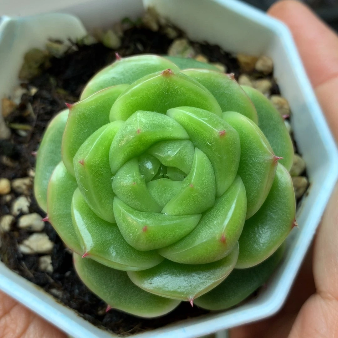 玉蕊珍妮单头3668