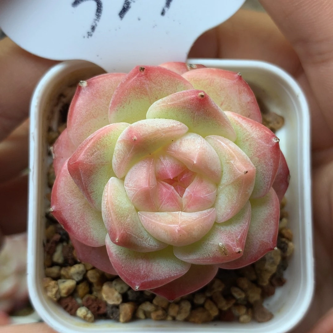 白粉透美心单头323