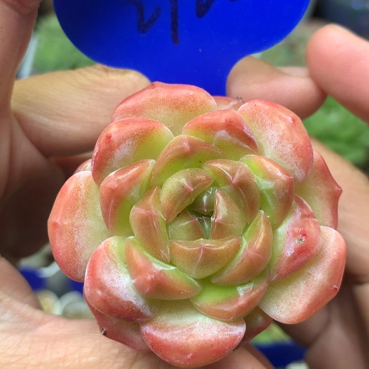 油透珍妮单头2722