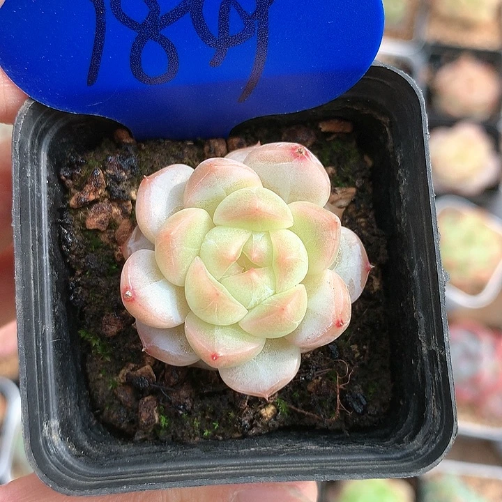 白粉透珍妮单头1849