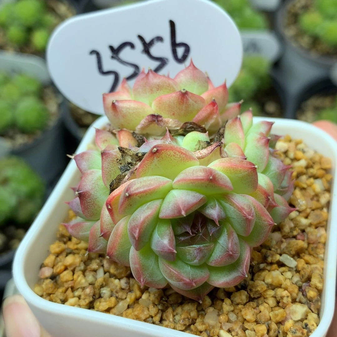 钻心珍妮自然群3556