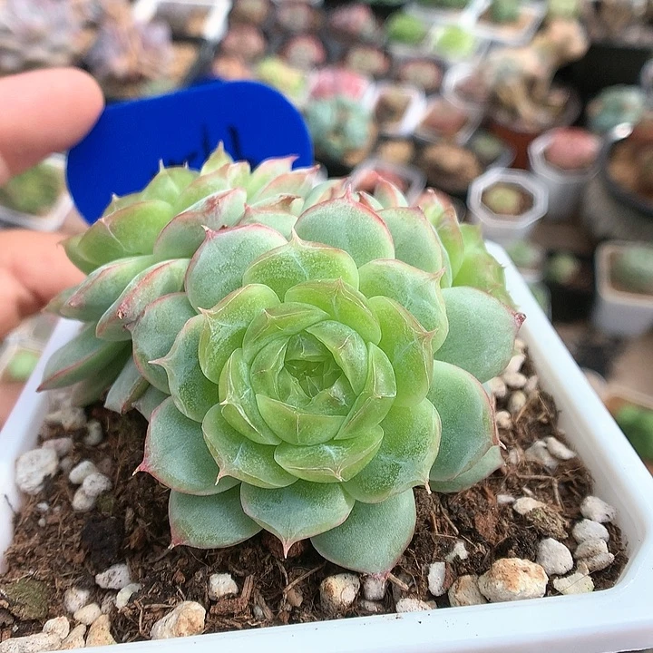 蔷薇珍妮4头群1563