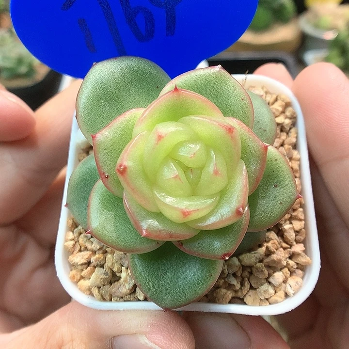 玉芷珍妮单头1764