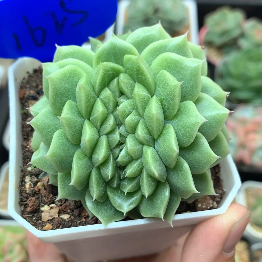 麦秆缀化可拍1625