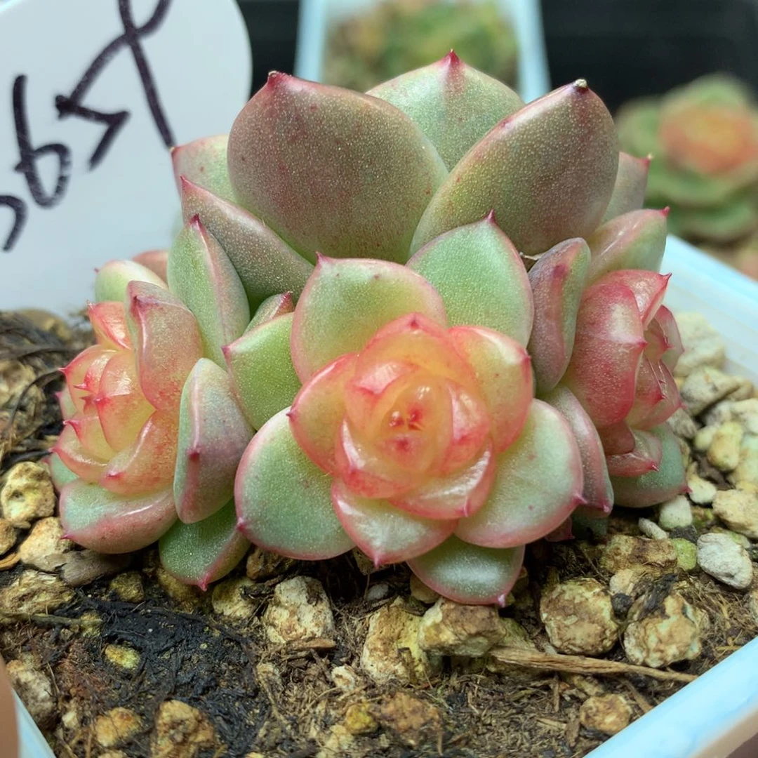 玉芷珍妮4头群3659