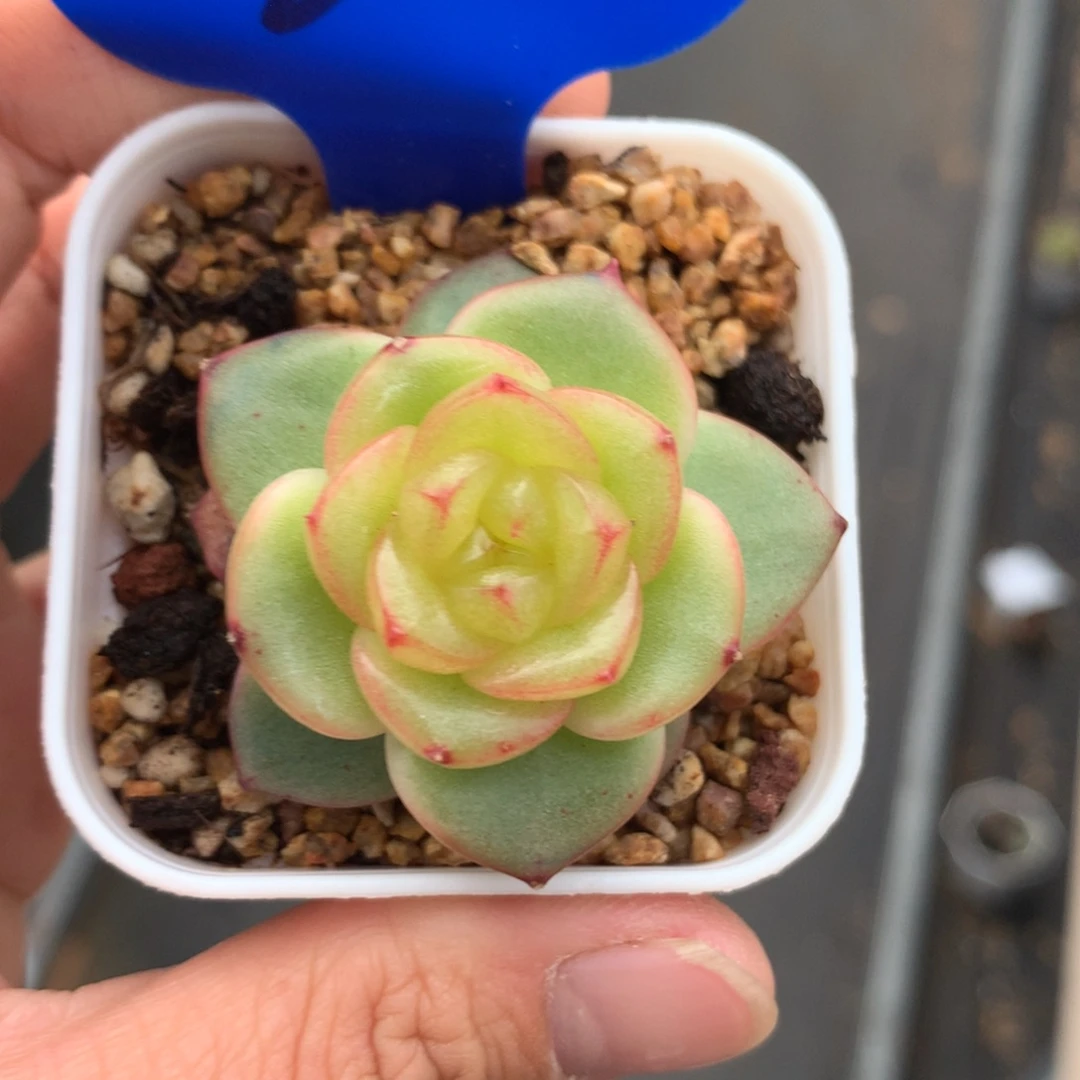 玉芷珍妮单头2484多肉