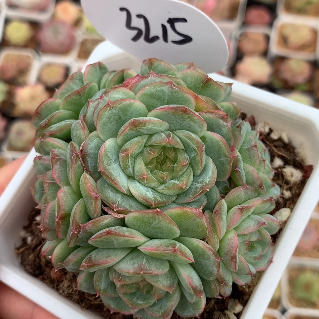 蔷薇珍妮捧花群。3215