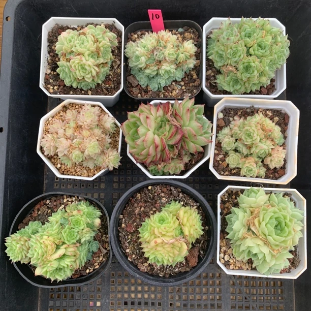 9颗麦秆组合10多肉植物