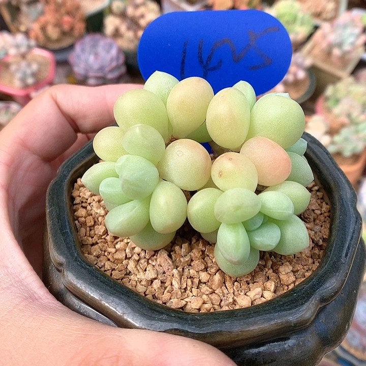 泡泡糖无砍老桩1425
