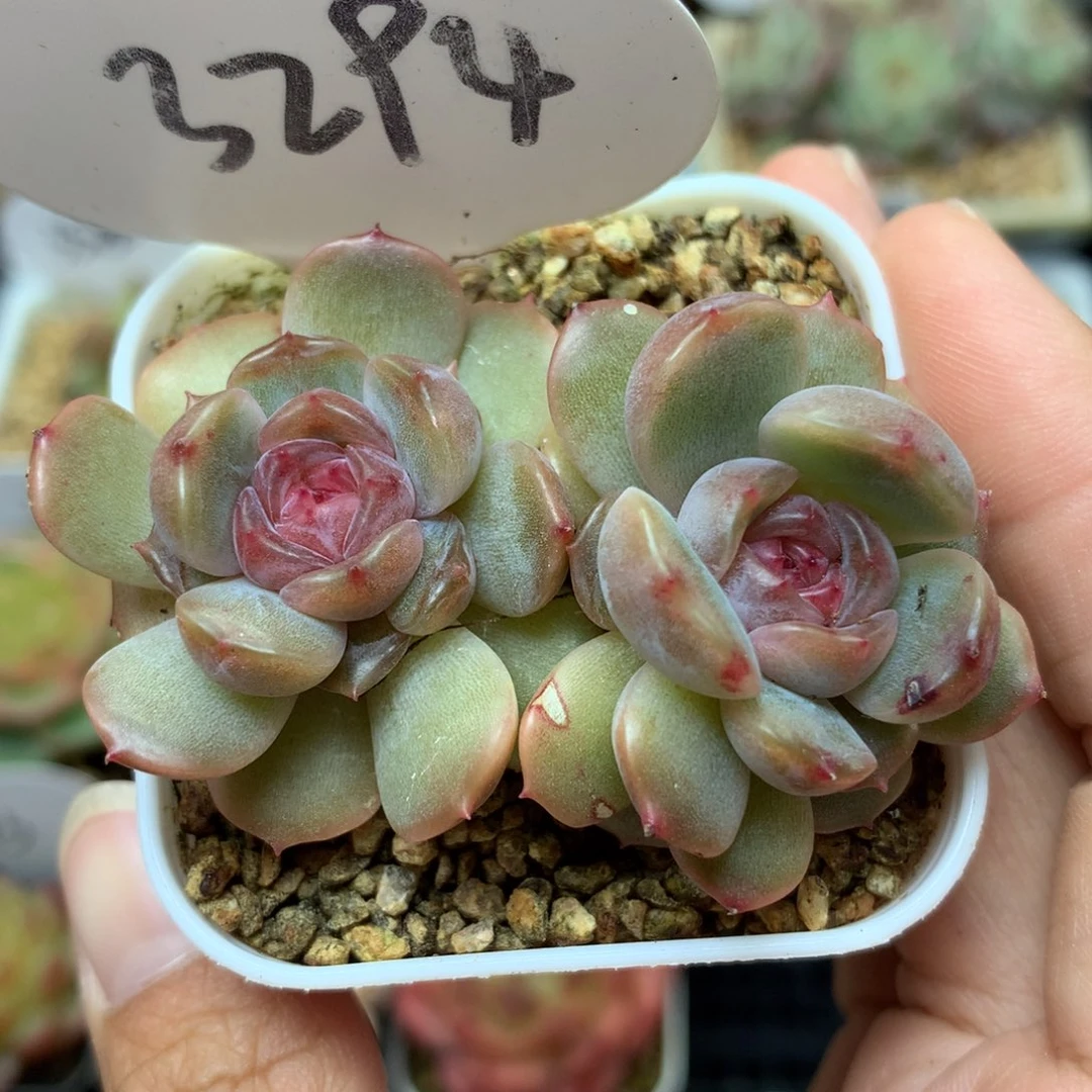 红色恋人双头3294