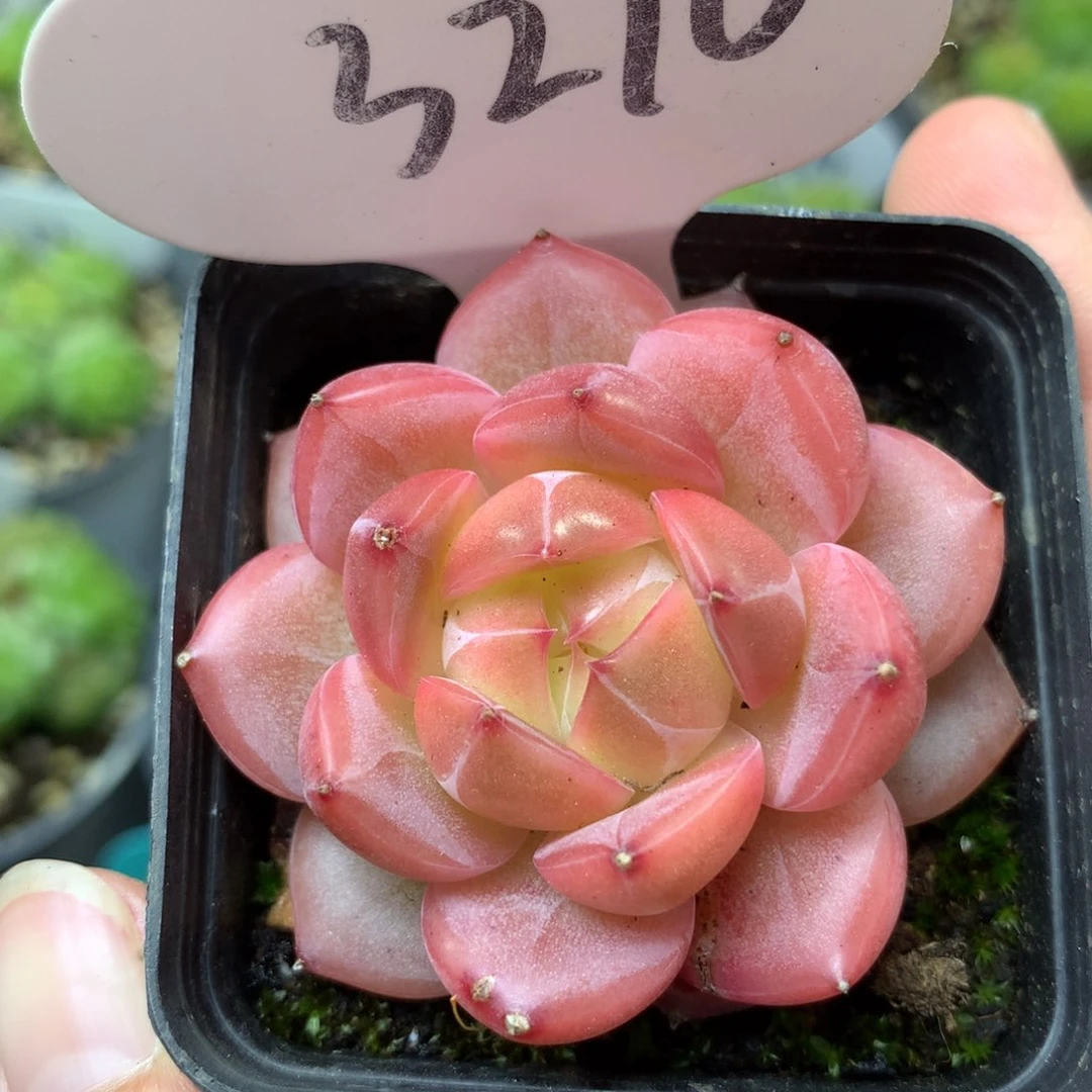 红油透珍妮单头3276