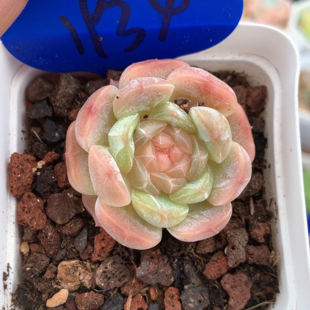 白色恋人单头1934