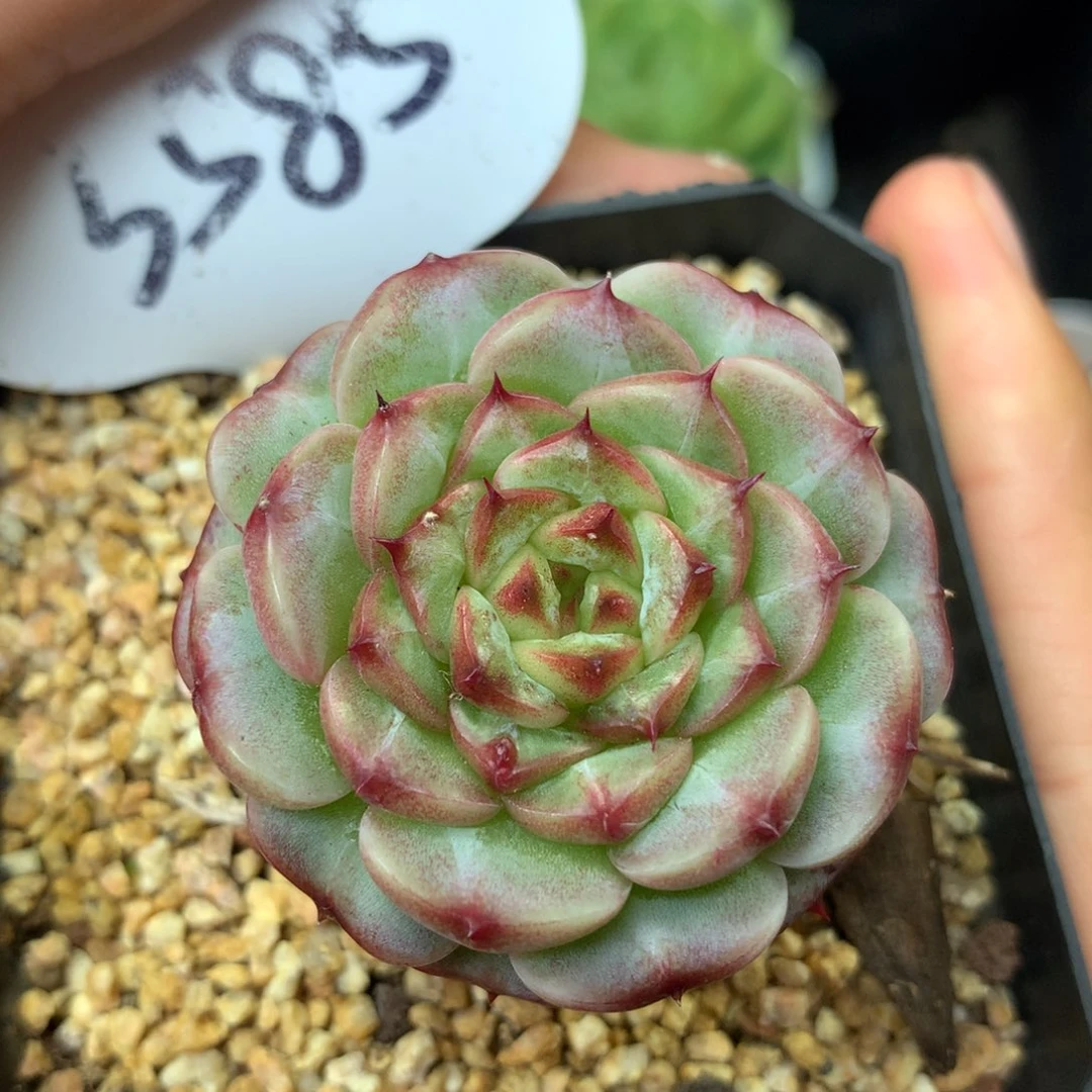 糖心天鹅绒单头3585