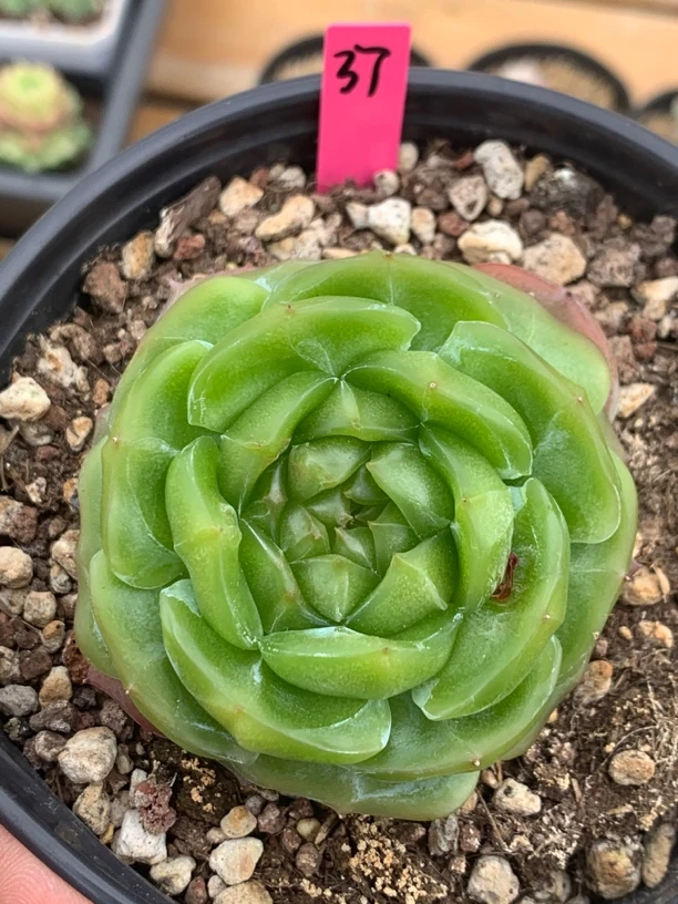 Q农场珍妮母本单头多肉植物37