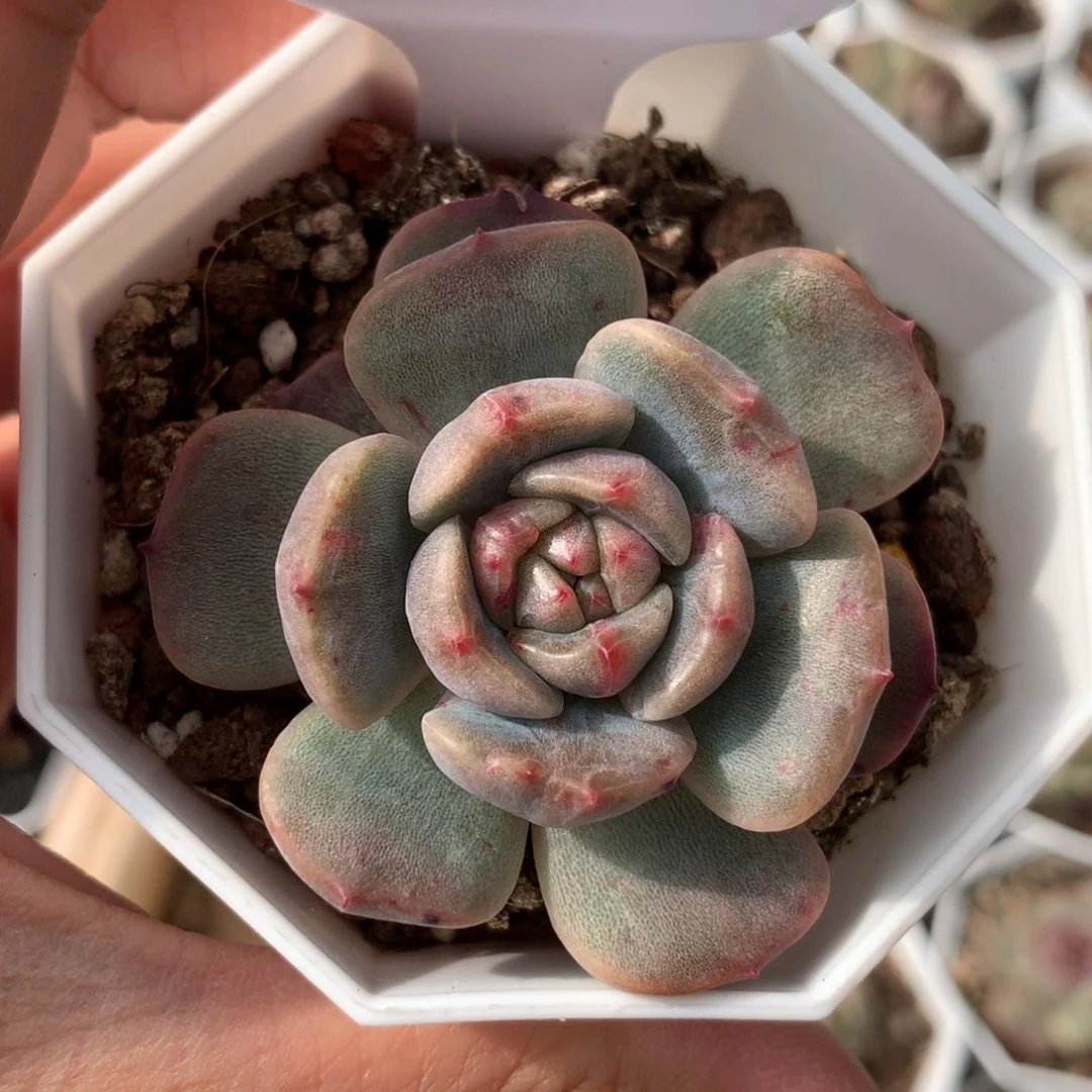 红色恋人石化锦3386