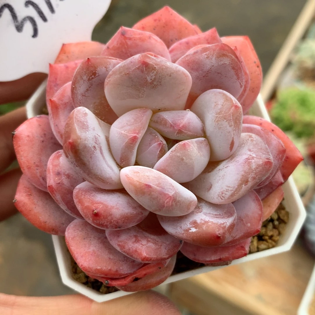 韩货橙梦露老桩，3115