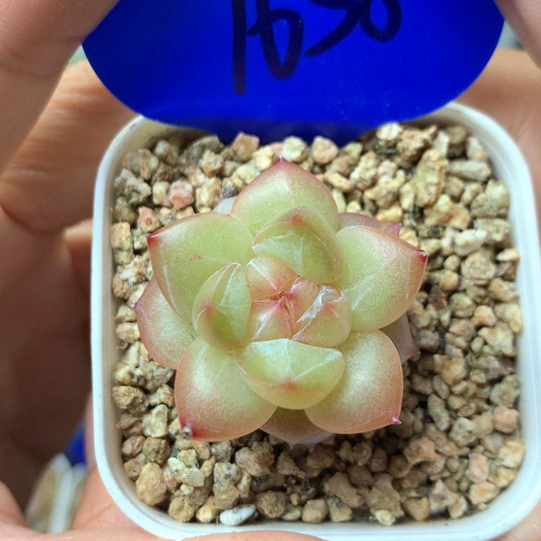 星河珍妮单头1658