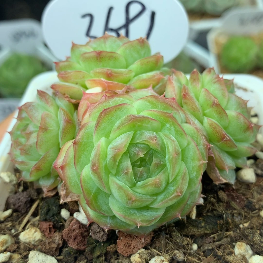 蔷薇珍妮3头群3991