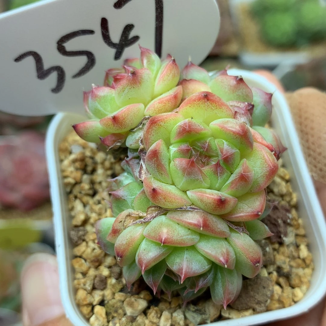 油透暗纹珍妮群3547