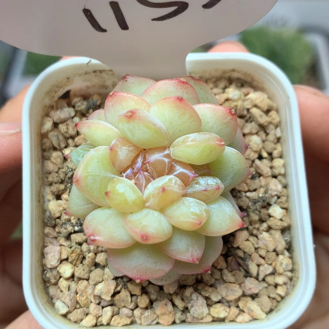 星河珍妮缀化1153