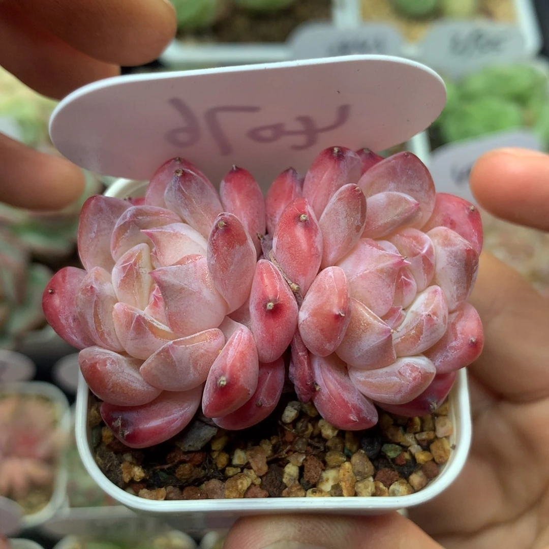 粉透冰魄双头4076