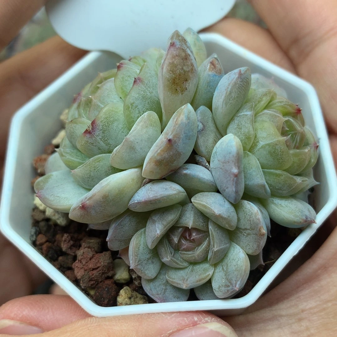 白色恋人3头无砍群77可拍