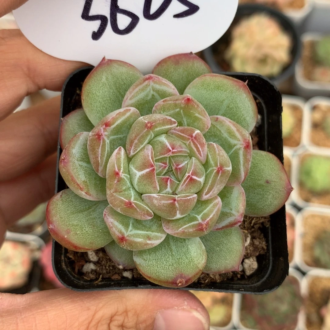 雪花珍妮单头。3625